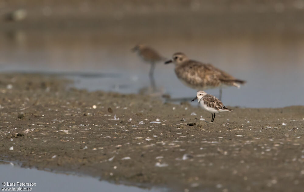 Spoon-billed Sandpiper