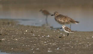 Spoon-billed Sandpiper