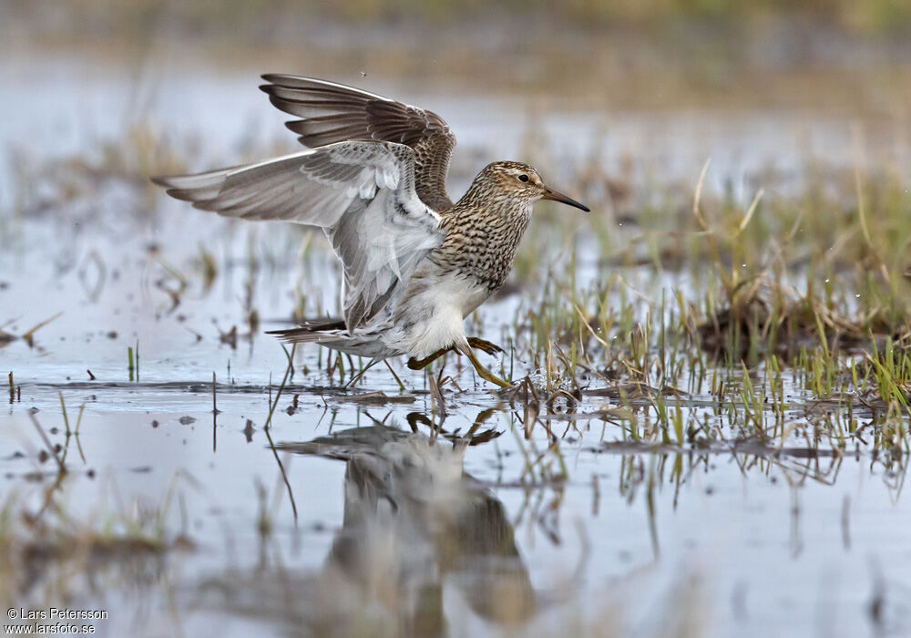 Pectoral Sandpiper