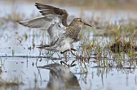 Pectoral Sandpiper