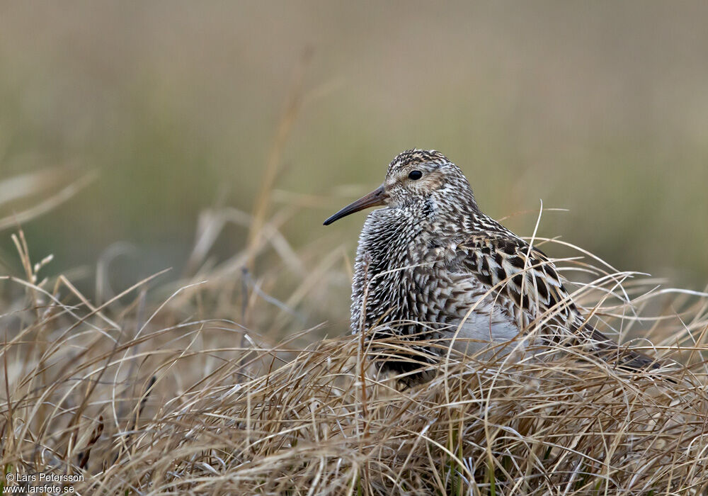 Pectoral Sandpiper