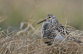 Pectoral Sandpiper