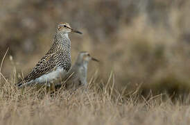 Pectoral Sandpiper