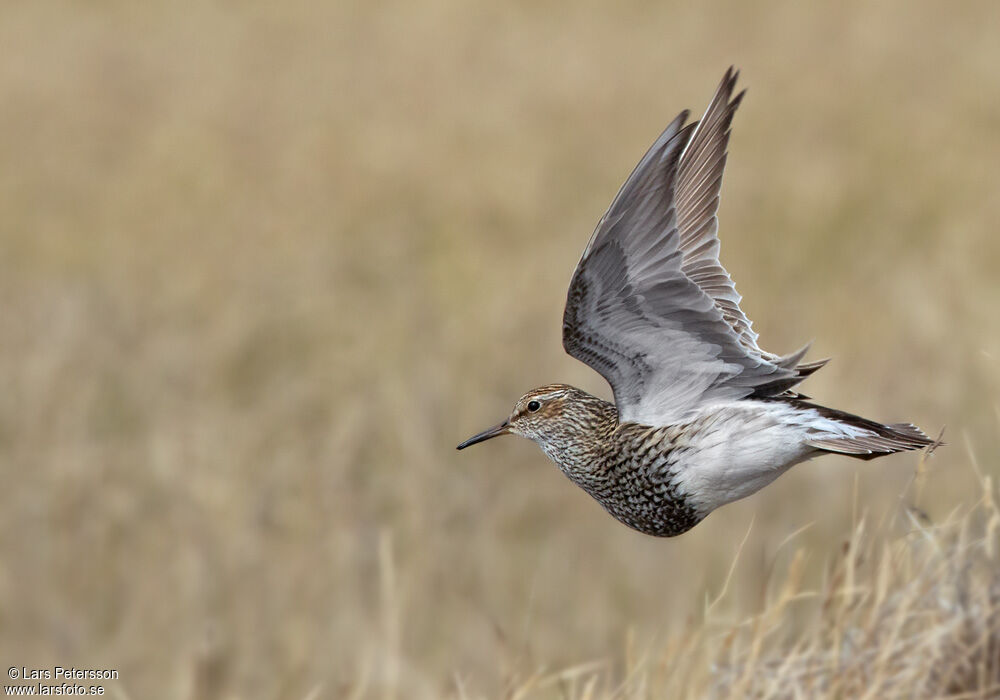 Pectoral Sandpiper