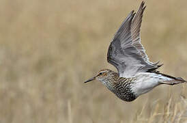 Pectoral Sandpiper