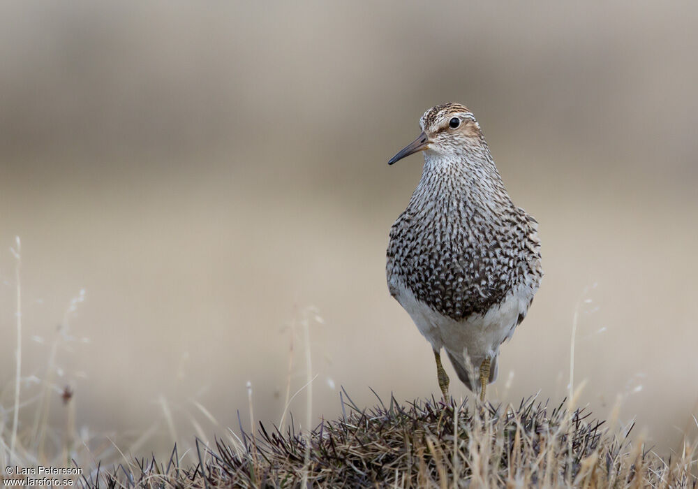 Pectoral Sandpiper