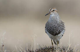 Pectoral Sandpiper