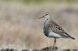 Pectoral Sandpiper