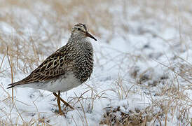 Pectoral Sandpiper