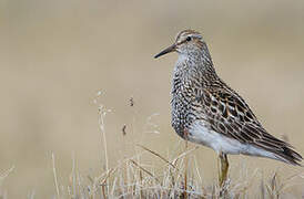 Pectoral Sandpiper