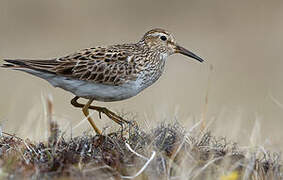 Pectoral Sandpiper