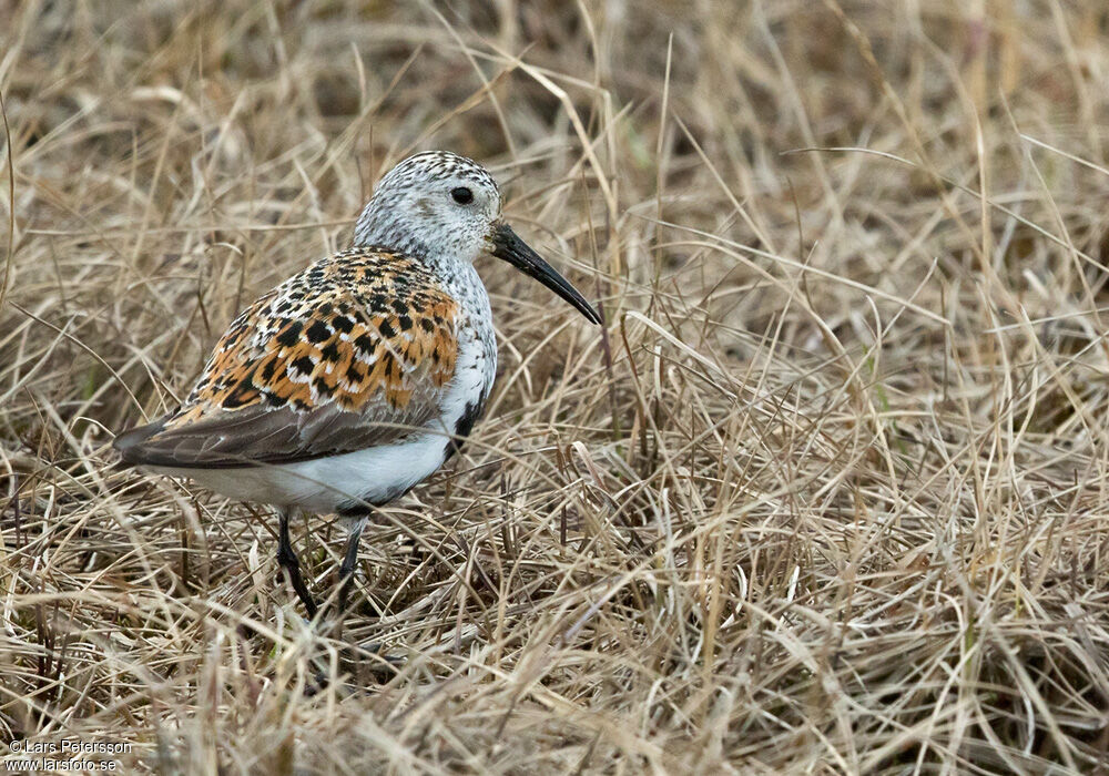 Dunlin