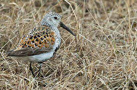 Dunlin