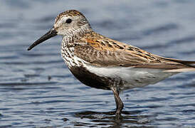 Dunlin