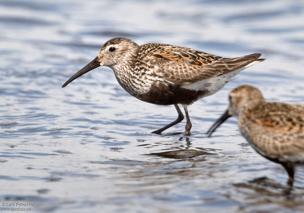 Bécasseau variable