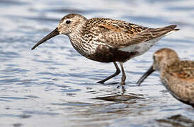 Dunlin