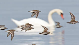 Dunlin