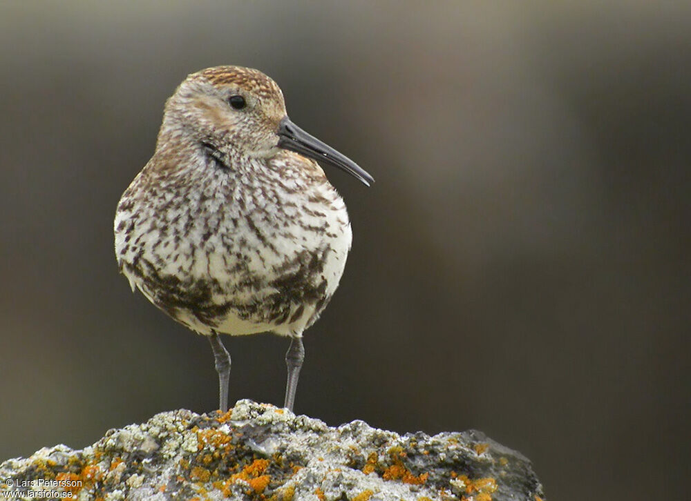 Bécasseau variable