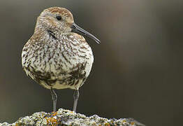 Dunlin