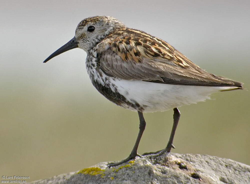 Dunlin