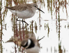 Dunlin