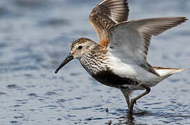 Dunlin