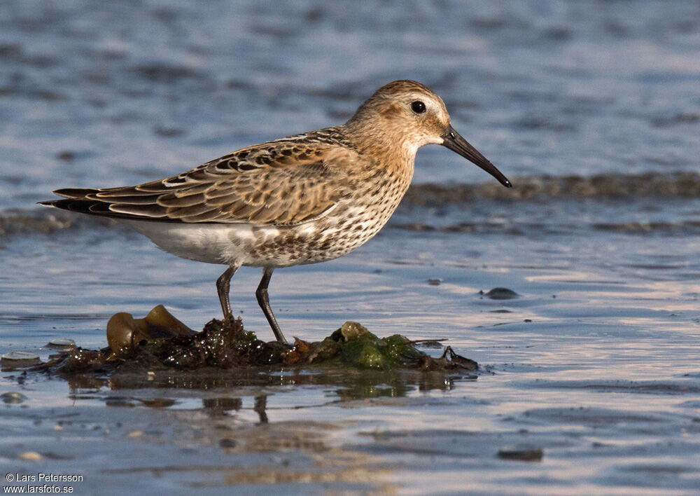 Bécasseau variable