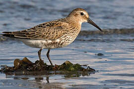 Dunlin