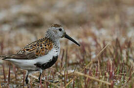 Dunlin