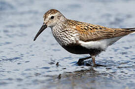 Dunlin