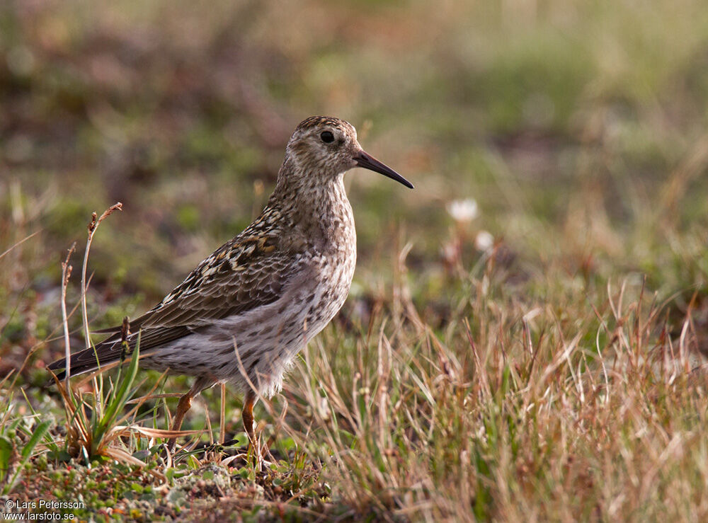 Purple Sandpiper