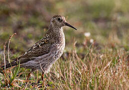 Purple Sandpiper