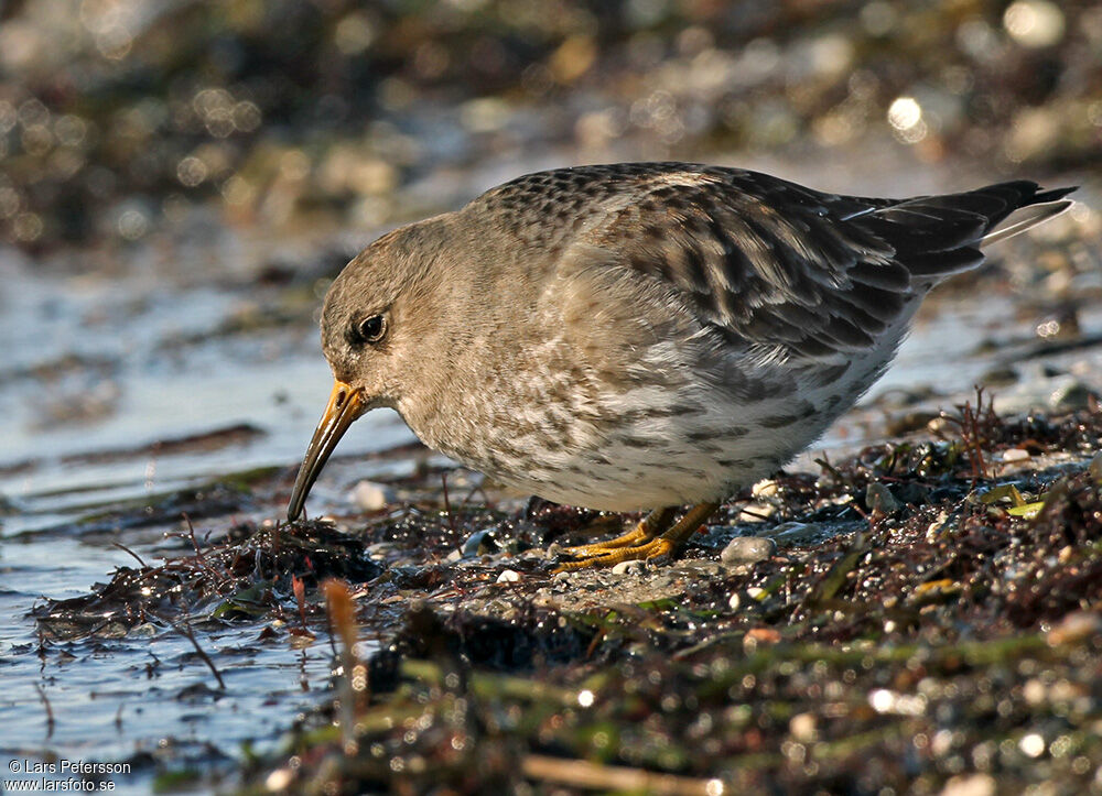 Purple Sandpiper