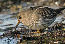 Purple Sandpiper