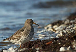 Purple Sandpiper