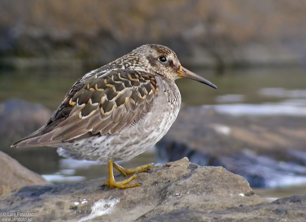 Purple Sandpiper