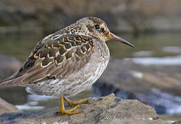 Purple Sandpiper