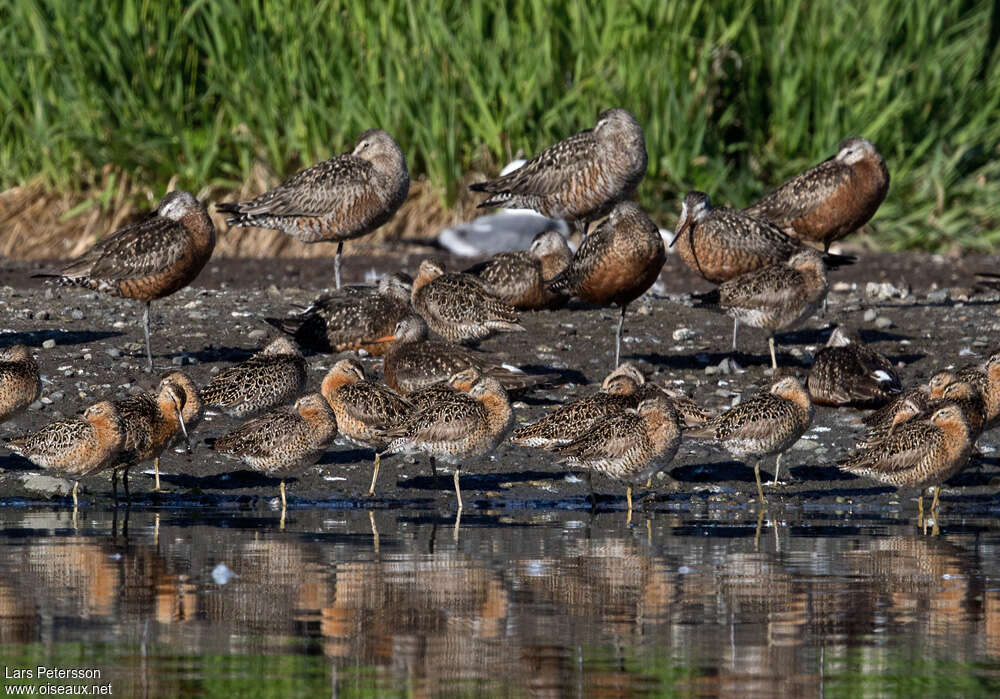 Short-billed Dowitcheradult, pigmentation, Behaviour