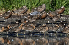 Short-billed Dowitcher