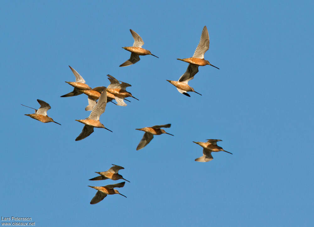 Long-billed Dowitcheradult, Flight