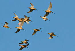 Long-billed Dowitcher