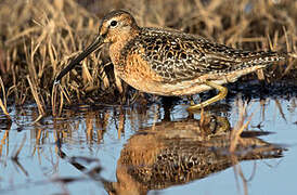 Long-billed Dowitcher