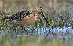 Long-billed Dowitcher