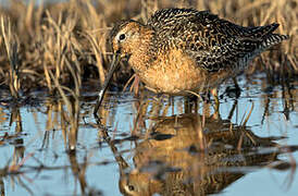 Long-billed Dowitcher