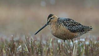 Long-billed Dowitcher