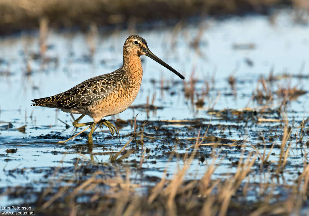 Bécassin à long becadulte nuptial, identification