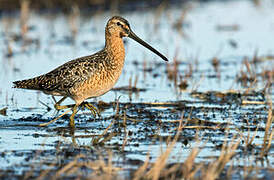 Long-billed Dowitcher