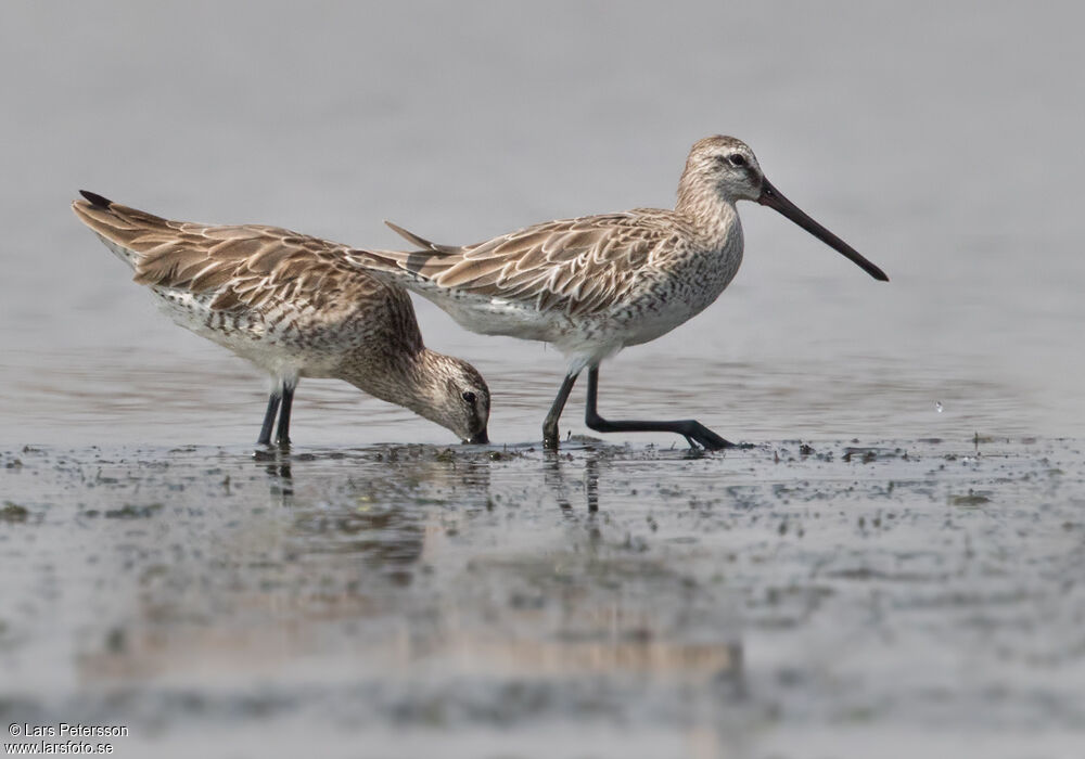 Asian Dowitcher