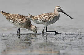 Asian Dowitcher