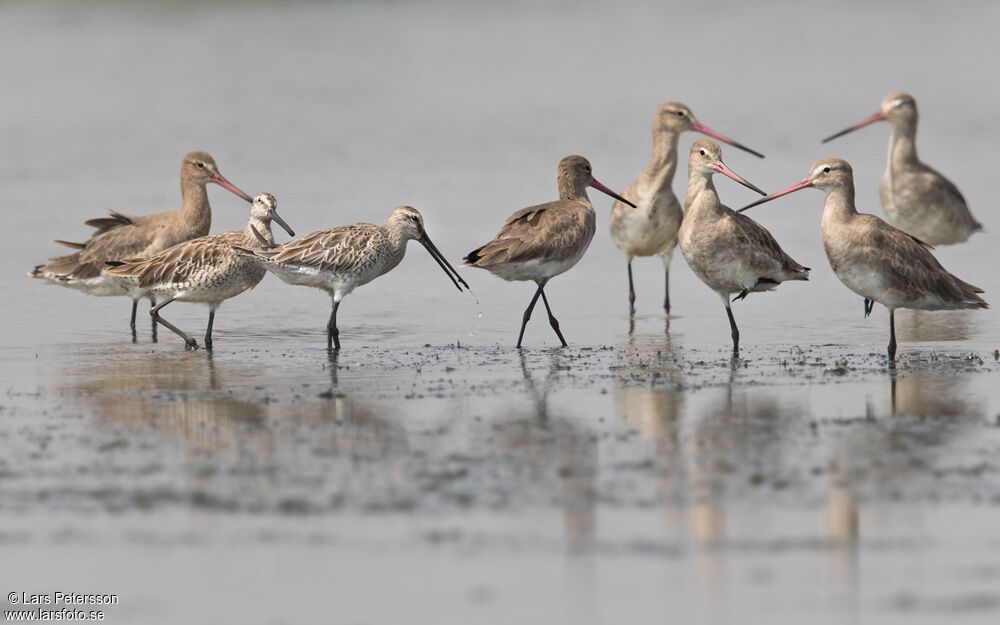 Asian Dowitcher